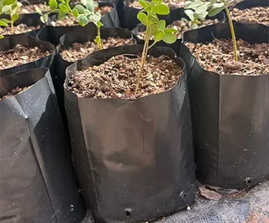 BOLSAS DE CULTIVO
