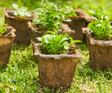 masetas biodegradables